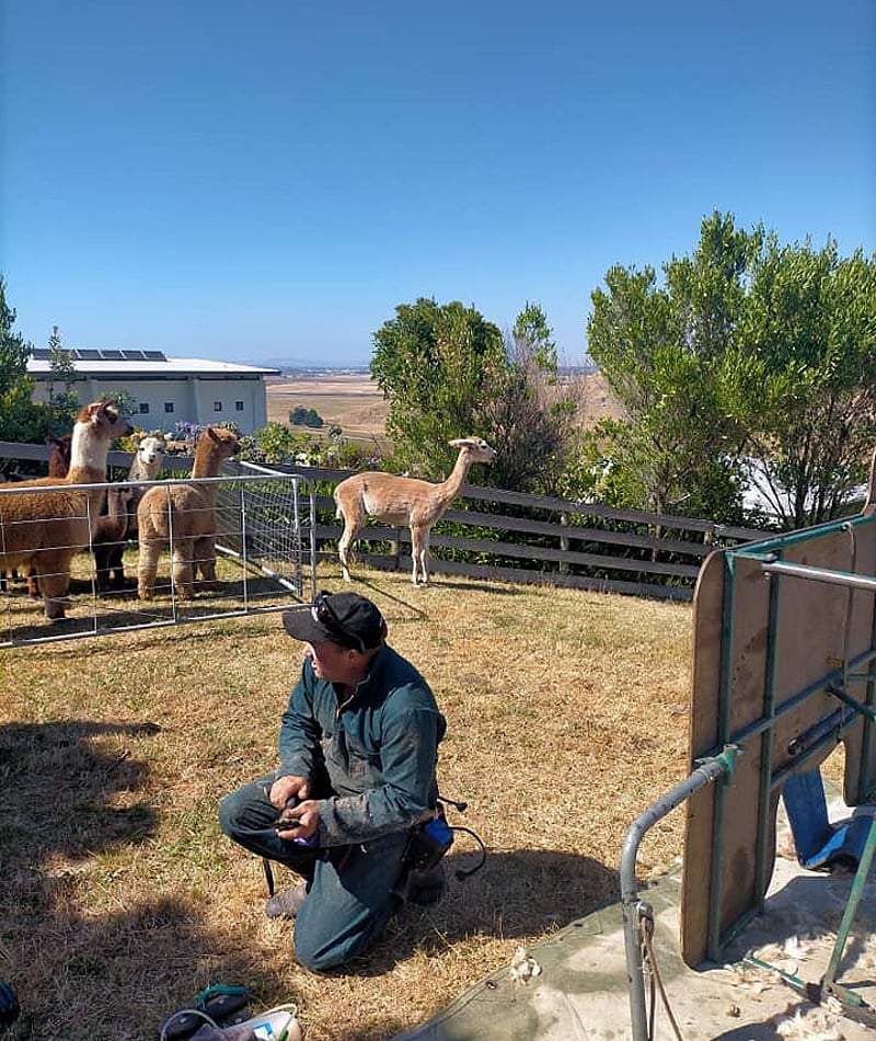 Fencing and property maintenance